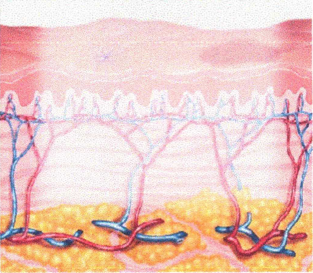 顔全体にフォトフェイシャルの光を照射します。1回の施術時間は、15分程度です。