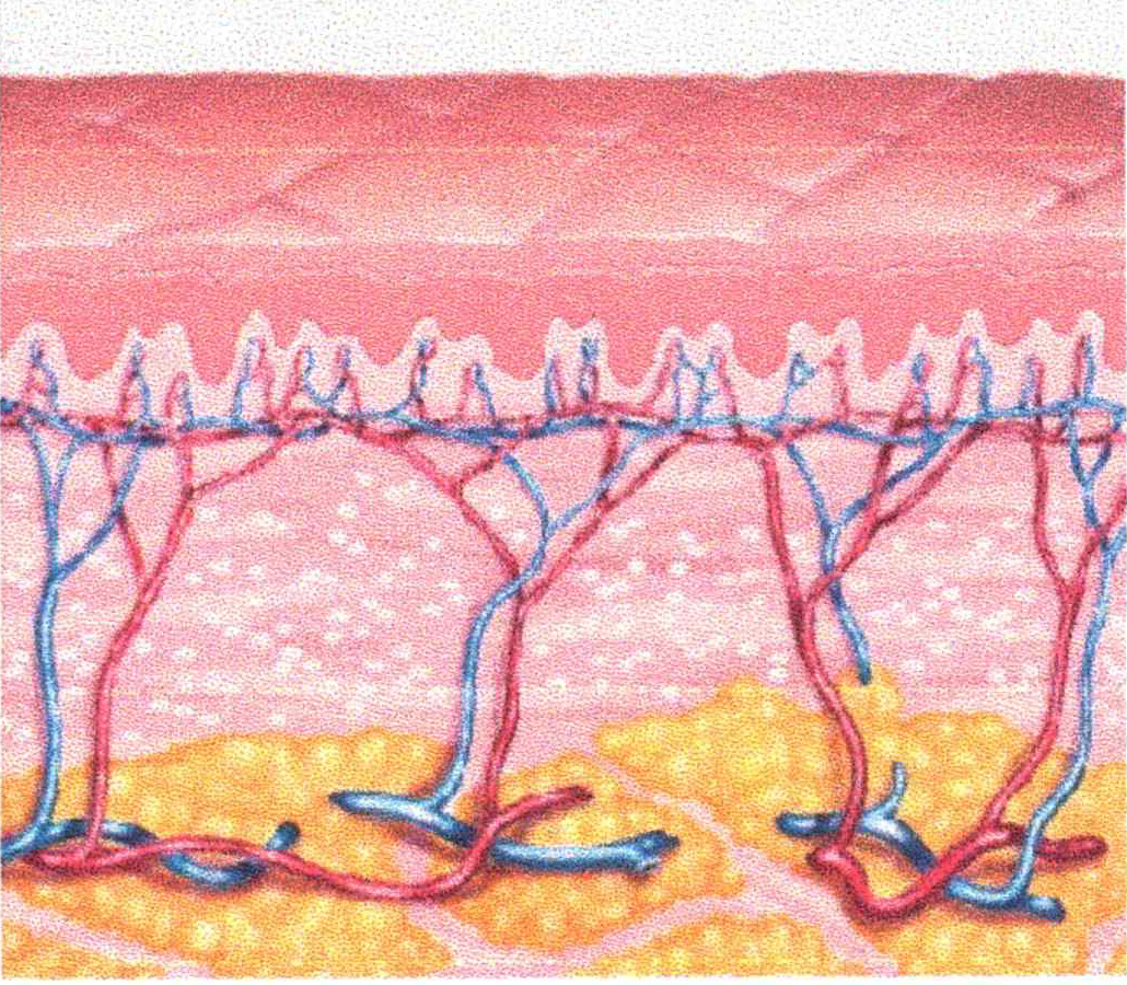 光によって肌が活性化し。肌老化の症状が改善し、きめが整います。